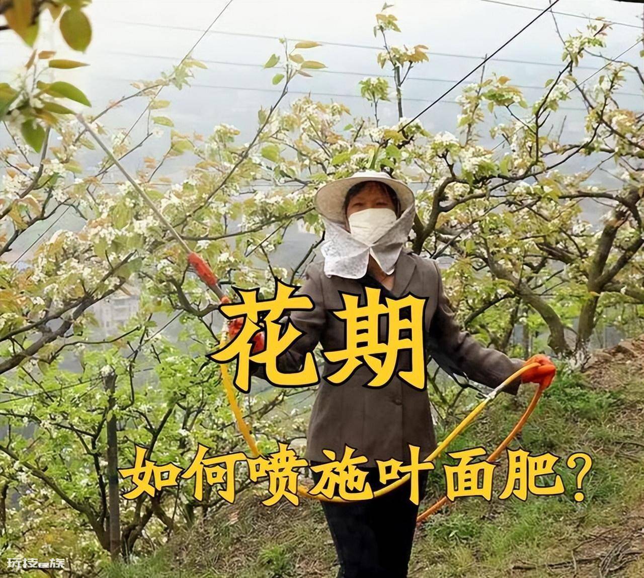 叶面肥什么时候打效果好(这样施叶面肥能达到最佳效果)-图片4